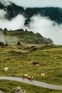 cow standing near road