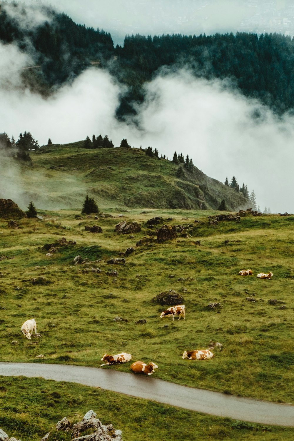 vache debout près de la route