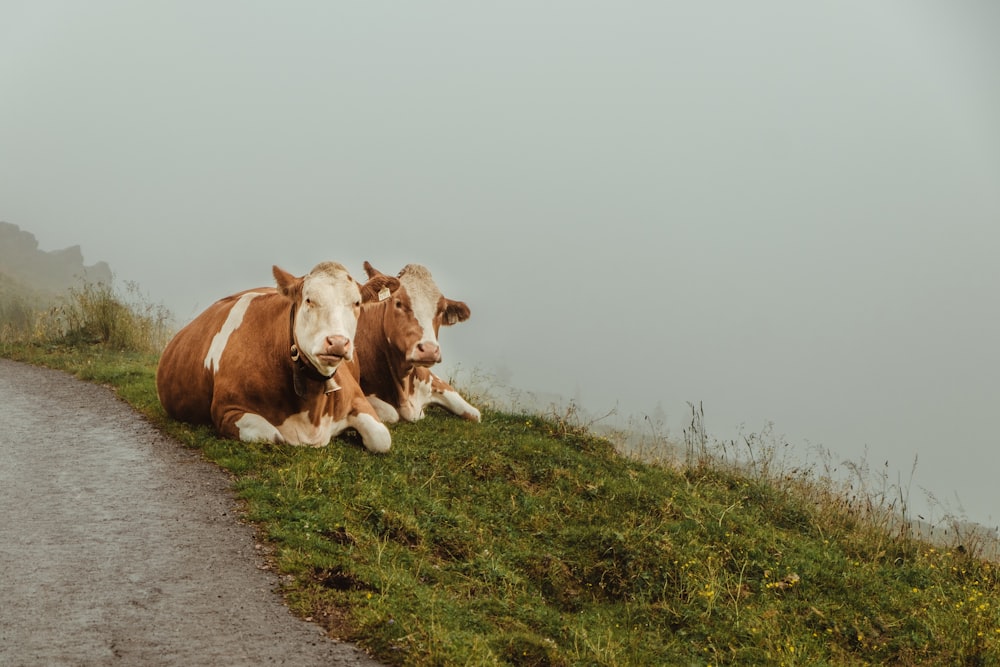 two white-and-brown cows