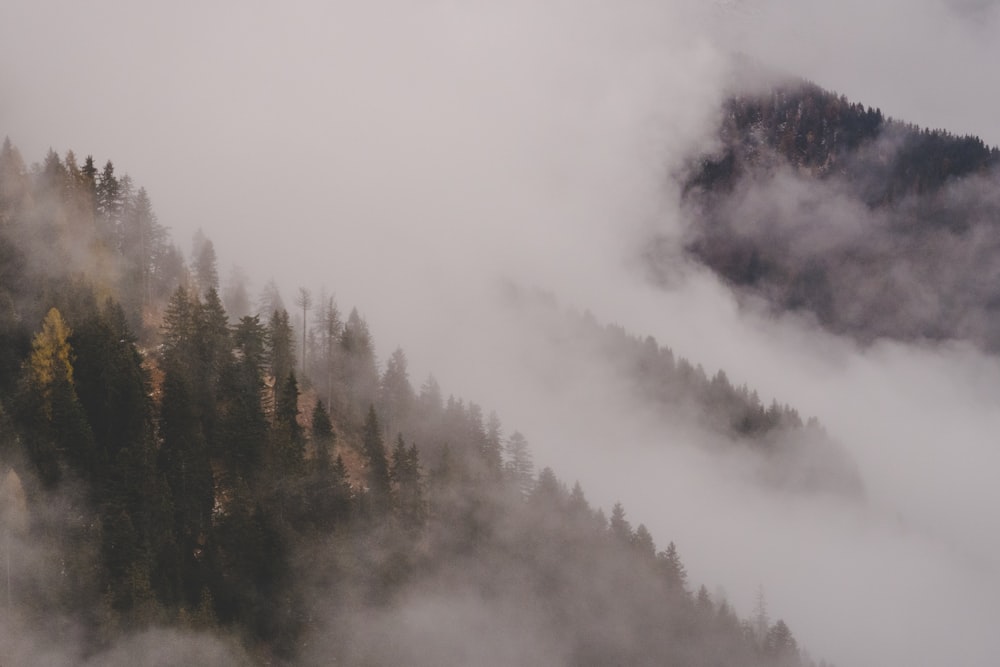 Wolken bedecken Bäume auf dem Hügel