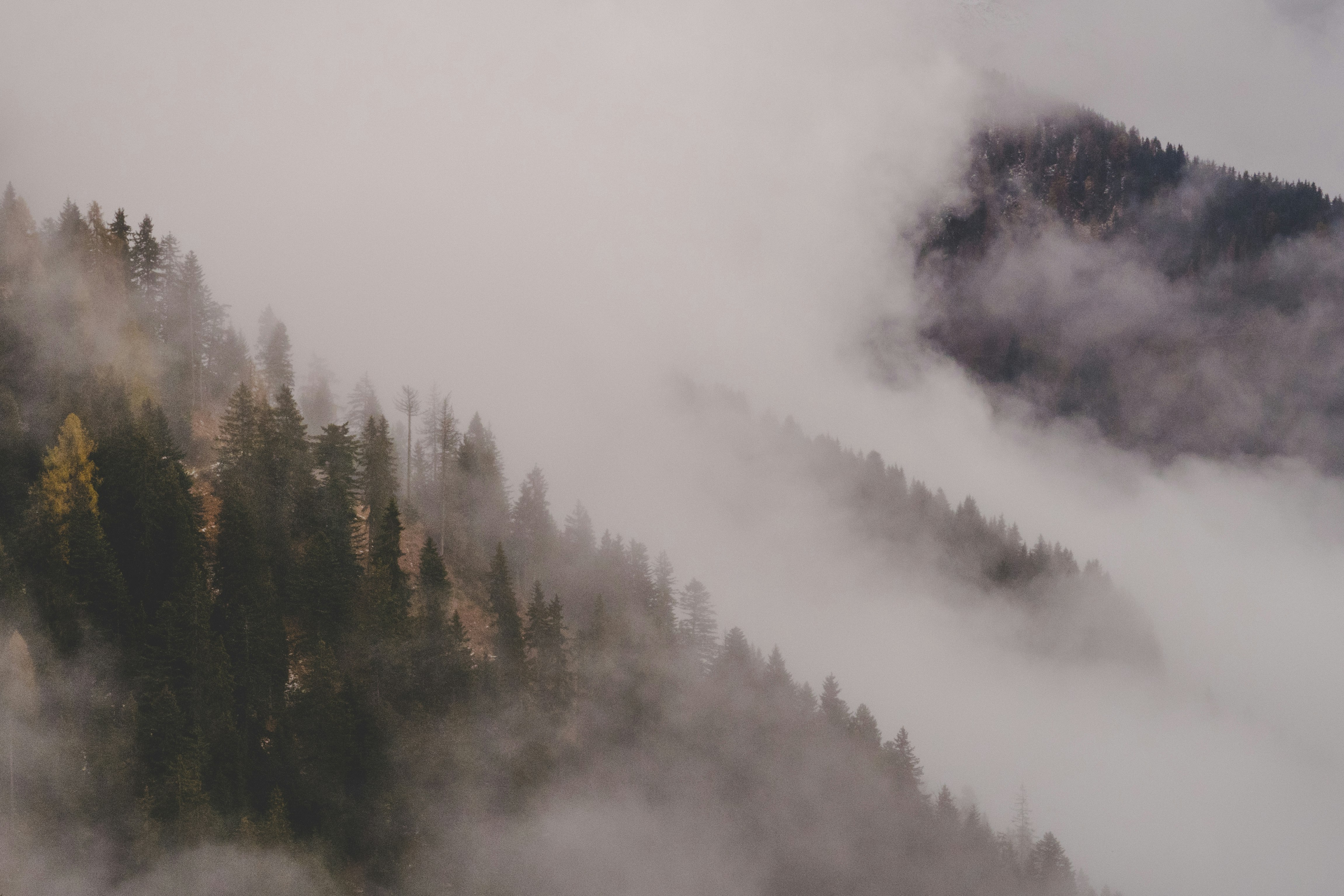 clouds covering trees on hill