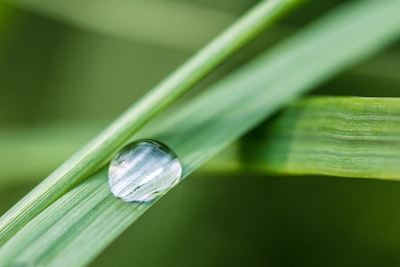 green-linear plant drop google meet background