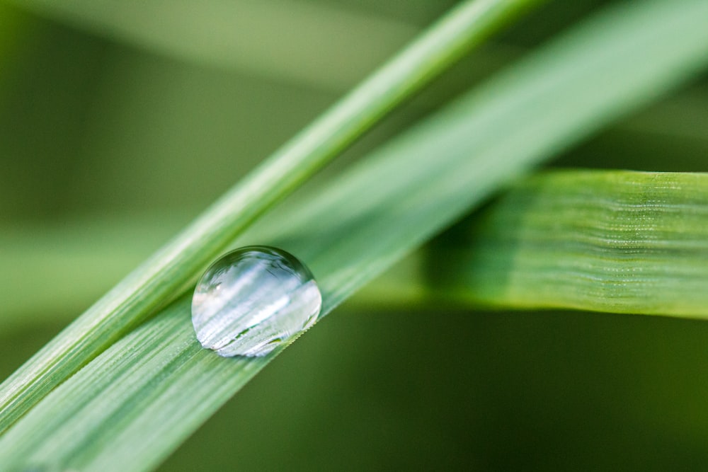 Plante verte-linéaire