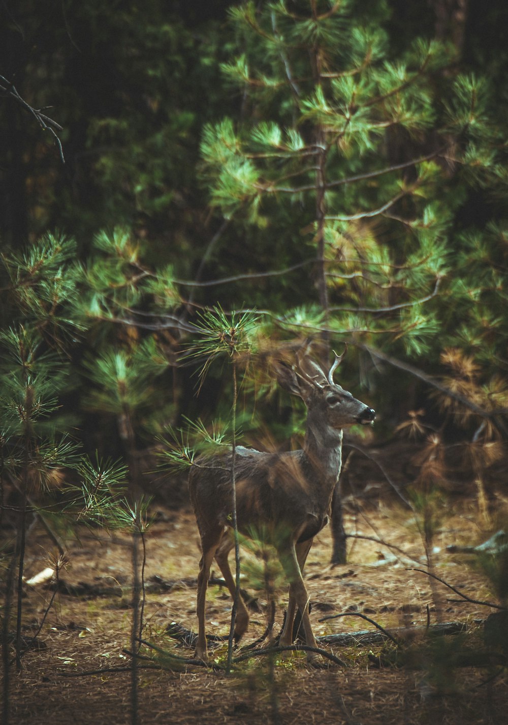 brown deer beside plants