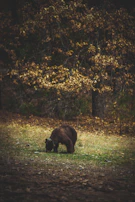 A close-up of a grizzly bear foraging near a riverbank with autumn leaves around.