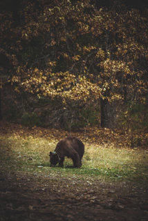 A close-up of a grizzly bear foraging near a riverbank with autumn leaves around.