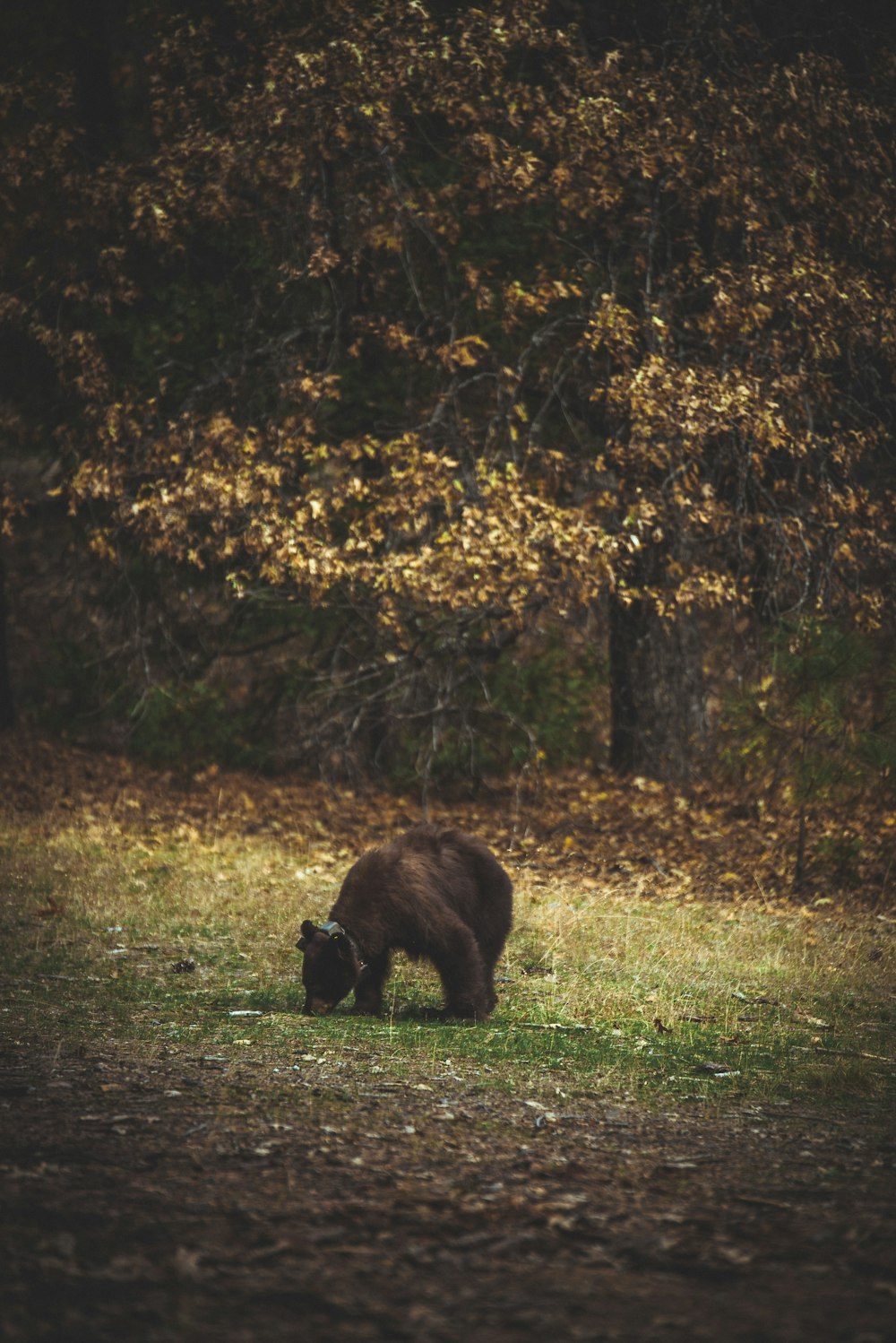 brown bear on green grass near trees