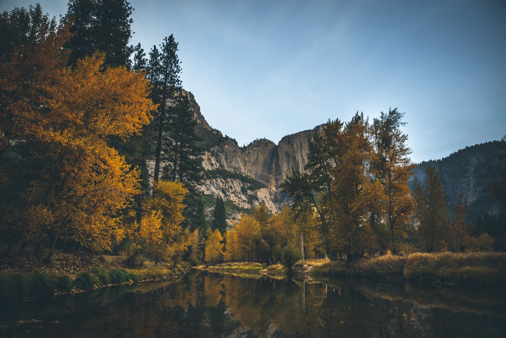 green trees