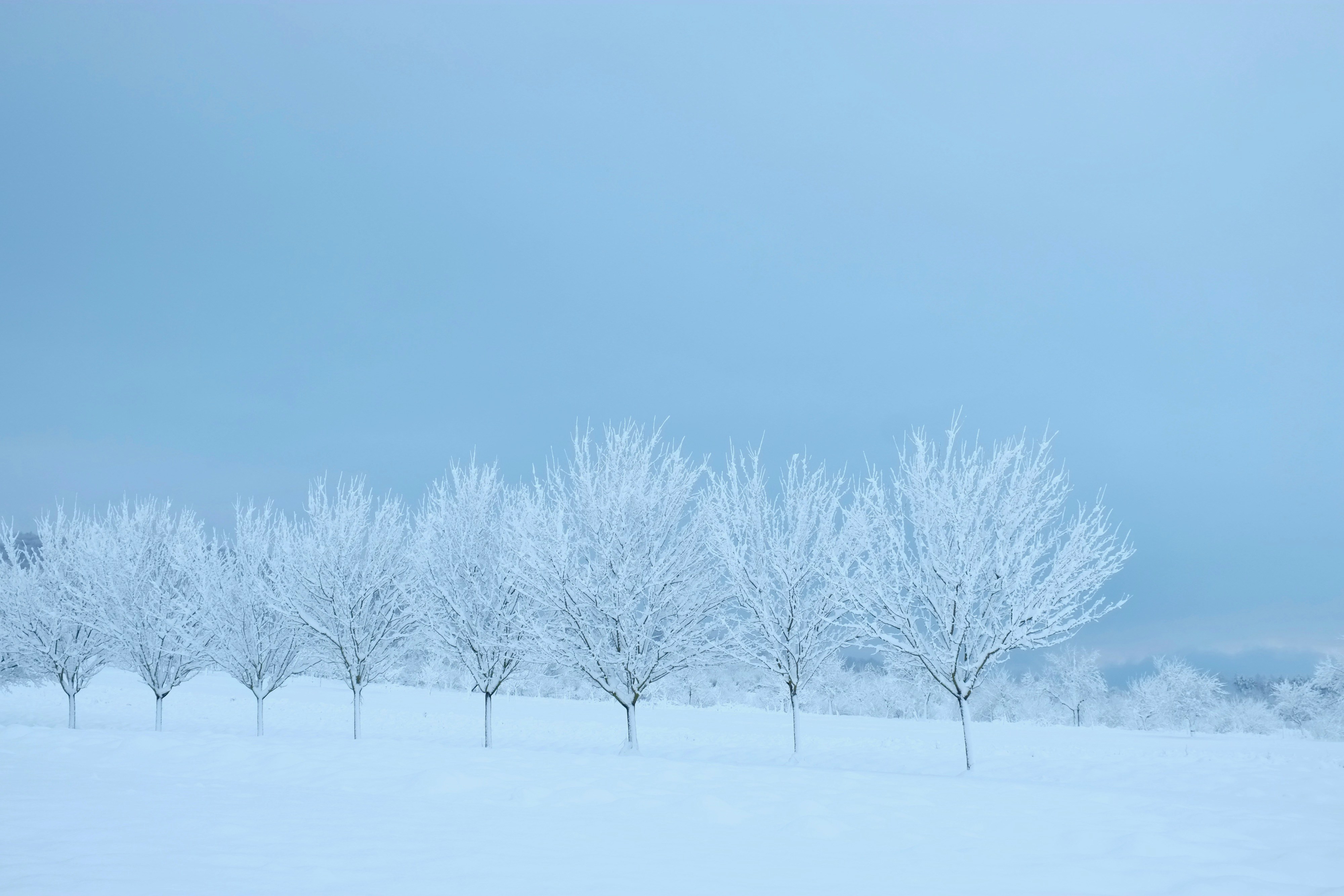 snow covered trees and grounds