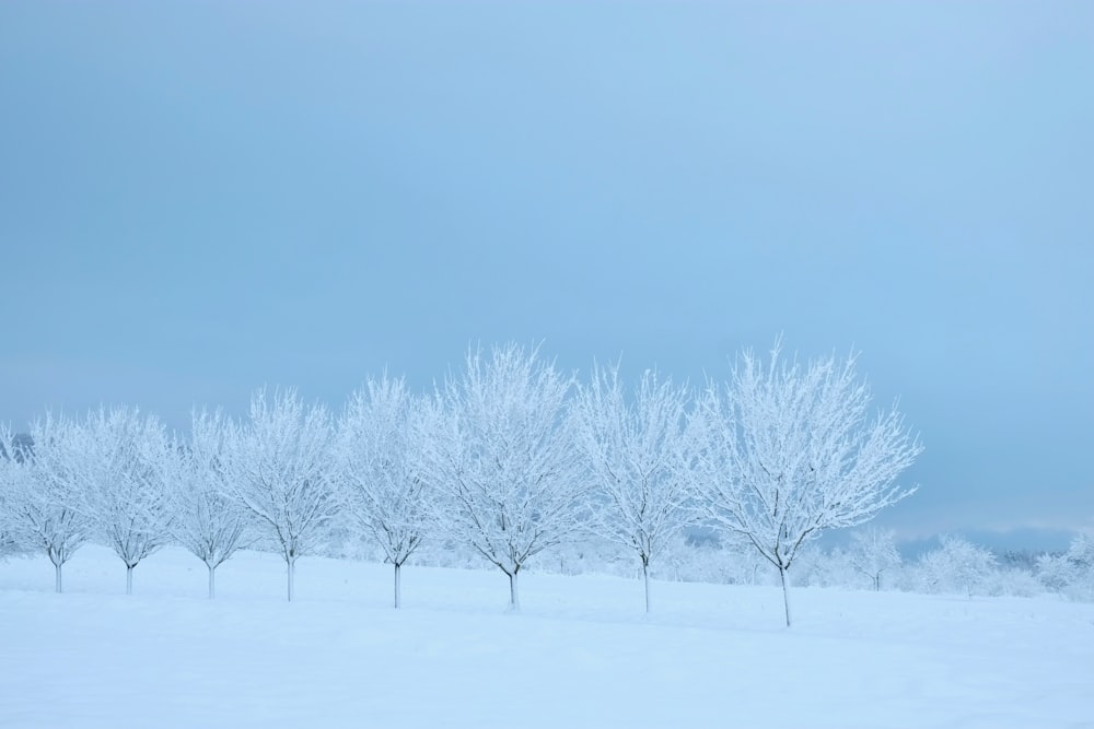 árvores e terrenos cobertos de neve