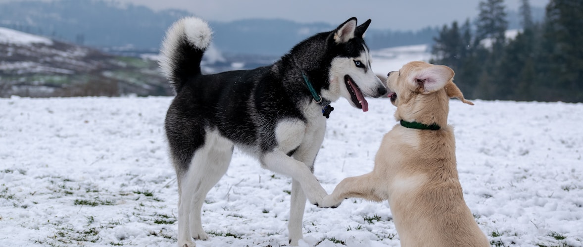 adult black and white Siberian husky beside short-coated brown dog