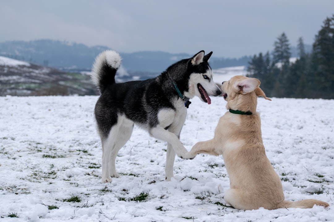 adult black and white Siberian husky beside short-coated brown dog,