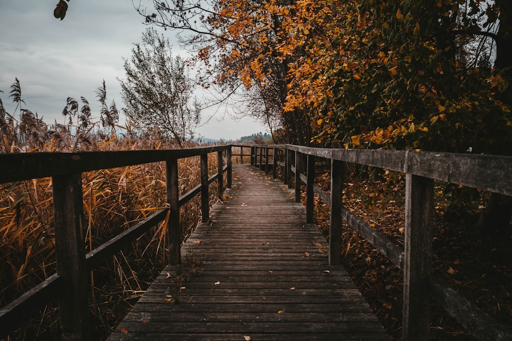 brown wooden walkway lined with brown leafy trees