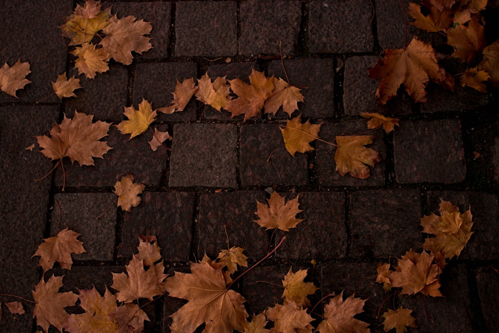 feuilles de trèfle séchées sur une chaussée en béton