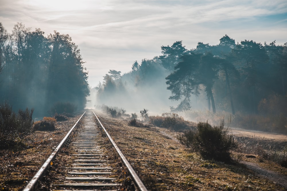 railway in between trees