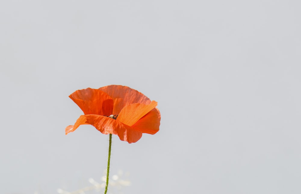 클로즈업 사진에서 주황색 양귀비 꽃