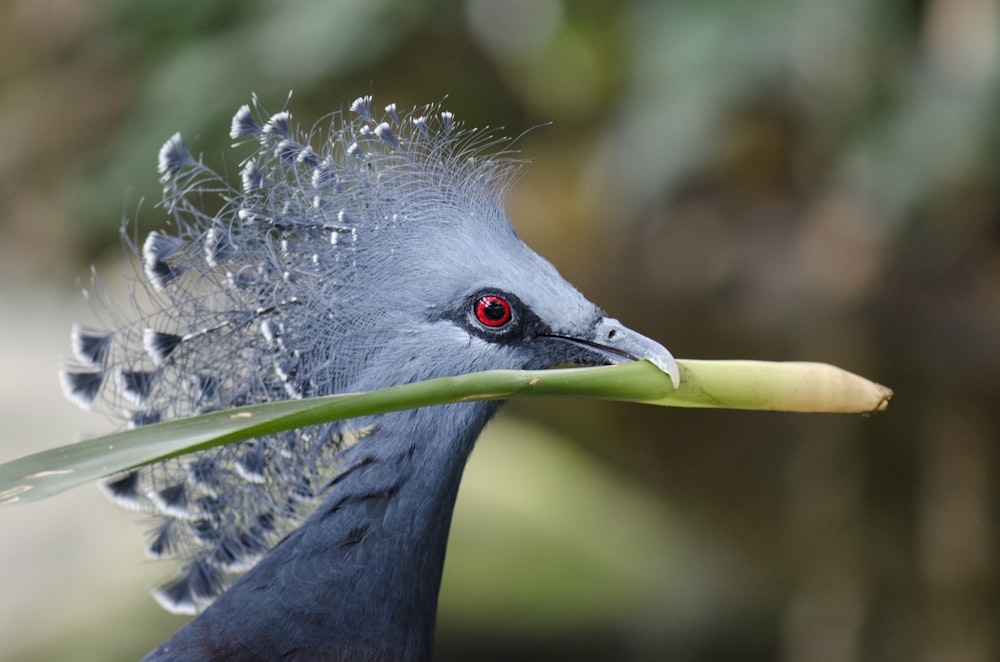 blue peacock with grass stem in beak