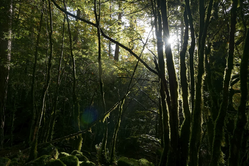 sunlight rising over trees in forest