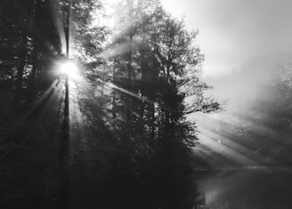 Soft rays of sunlight piercing through mist over a peaceful woodland clearing.