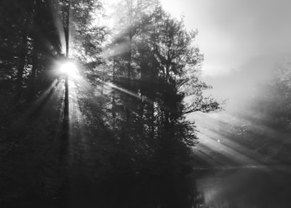 Sunlight pierces through a dense forest, casting rays of light between the trees. Mist floats through the air, adding a mystical atmosphere to the serene landscape.