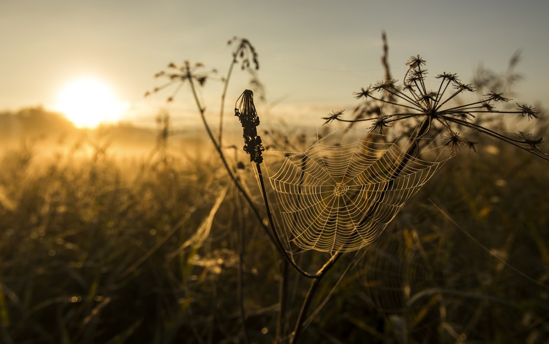 spider web on flower, Spider’s web against the light
