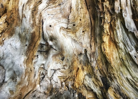 a close up of a tree trunk with a bird perched on top of it
