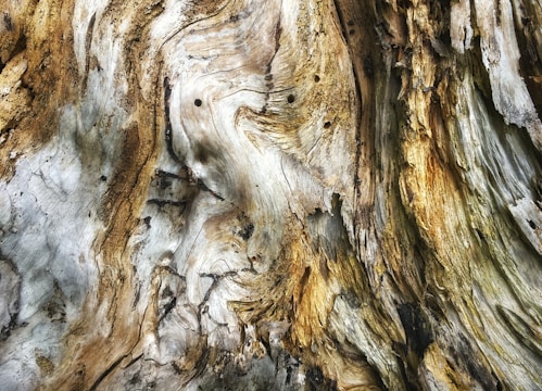 a close up of a tree trunk with a bird perched on top of it