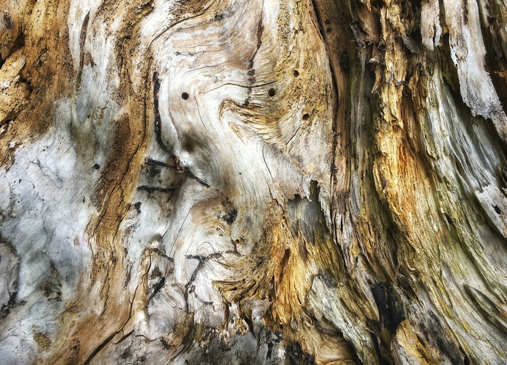 a close up of a tree trunk with a bird perched on top of it