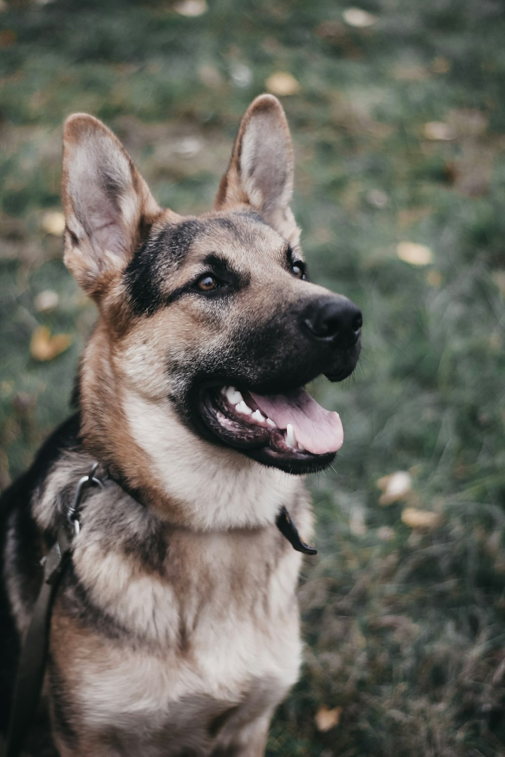 chien brun et noir