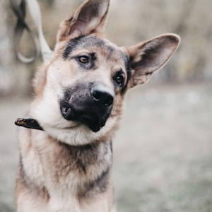 adult black and tan German shepherd standing on grass field