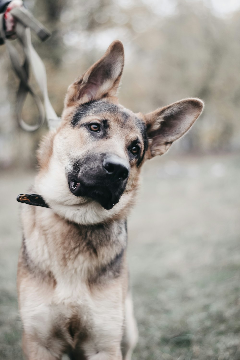 adult black and tan German shepherd standing on grass field