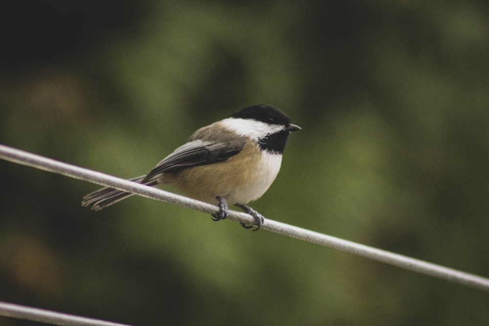 black, white, and brown bird