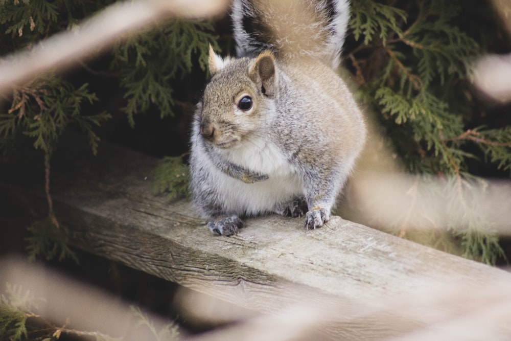 gray and brown squirrel