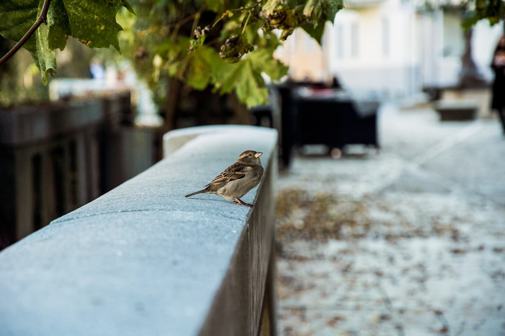 oiseau brun