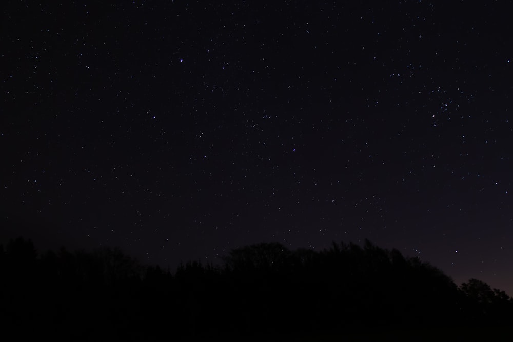 silhouette of trees at nighttime