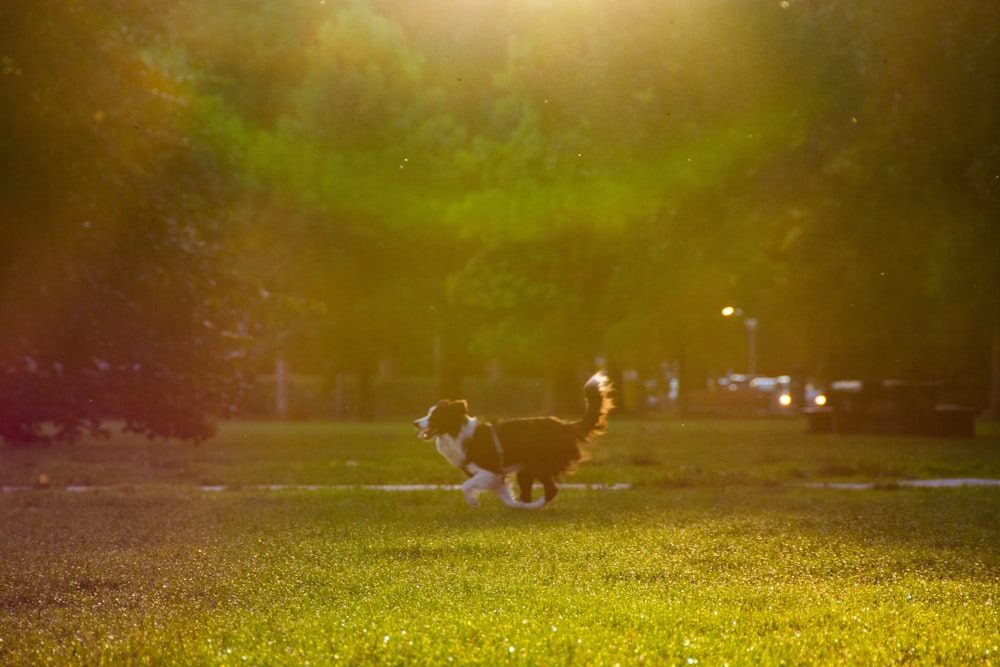 white and black running on grass field near trees