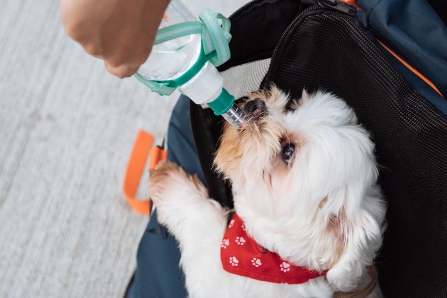 Kennel Cough Vaccine: Does Your Dog Need It? Cost and Side Effects
