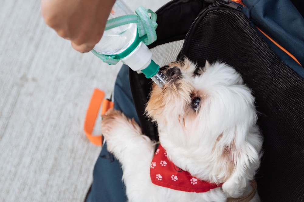 person holding green water dispenser with dog drinking on it