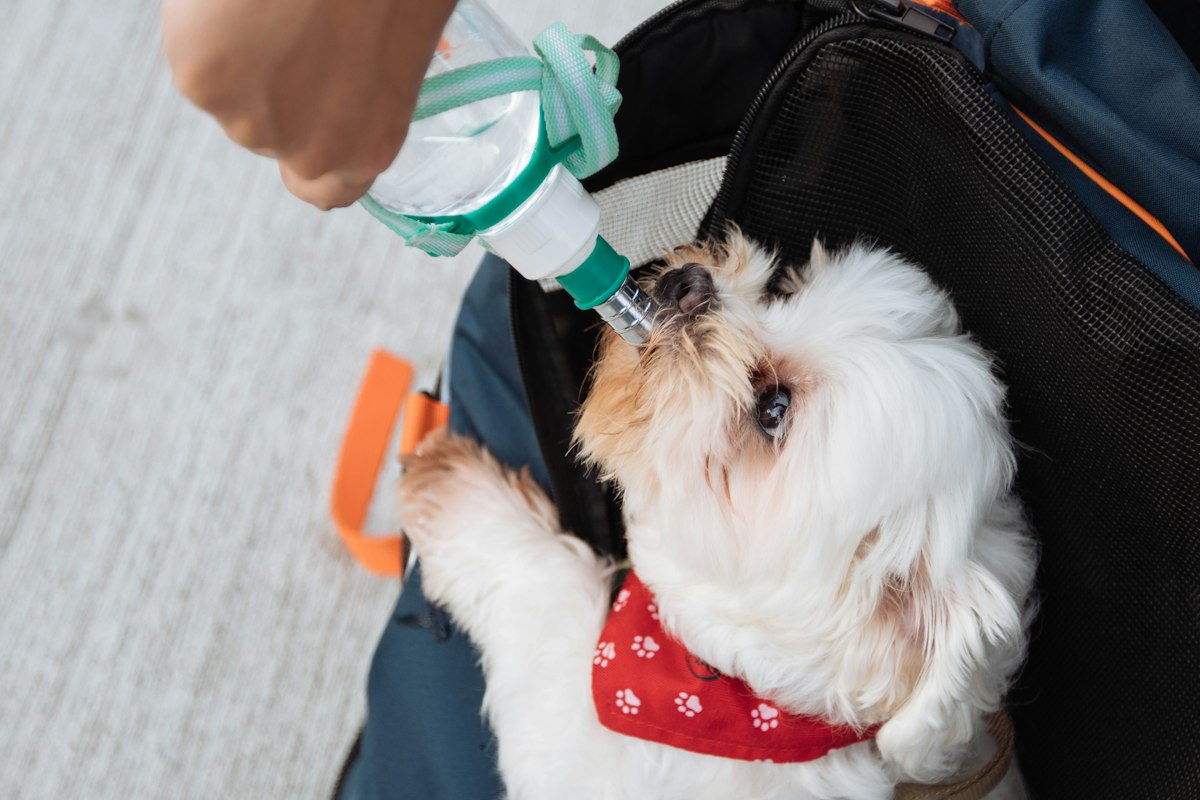 Why Your Pet Needs a Water Fountain (and How to Choose One)