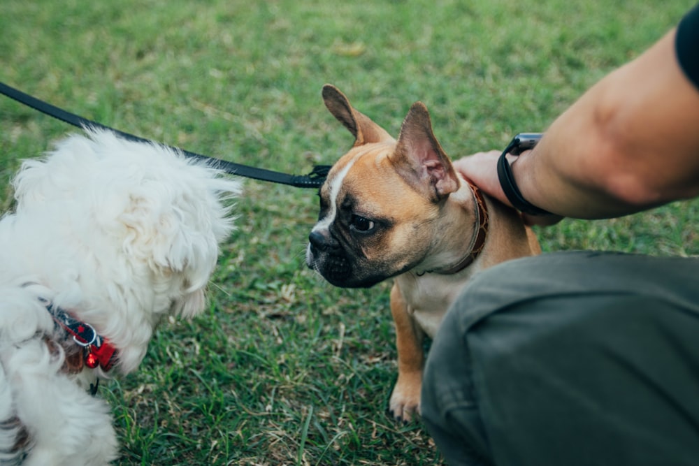 two dogs on grass field