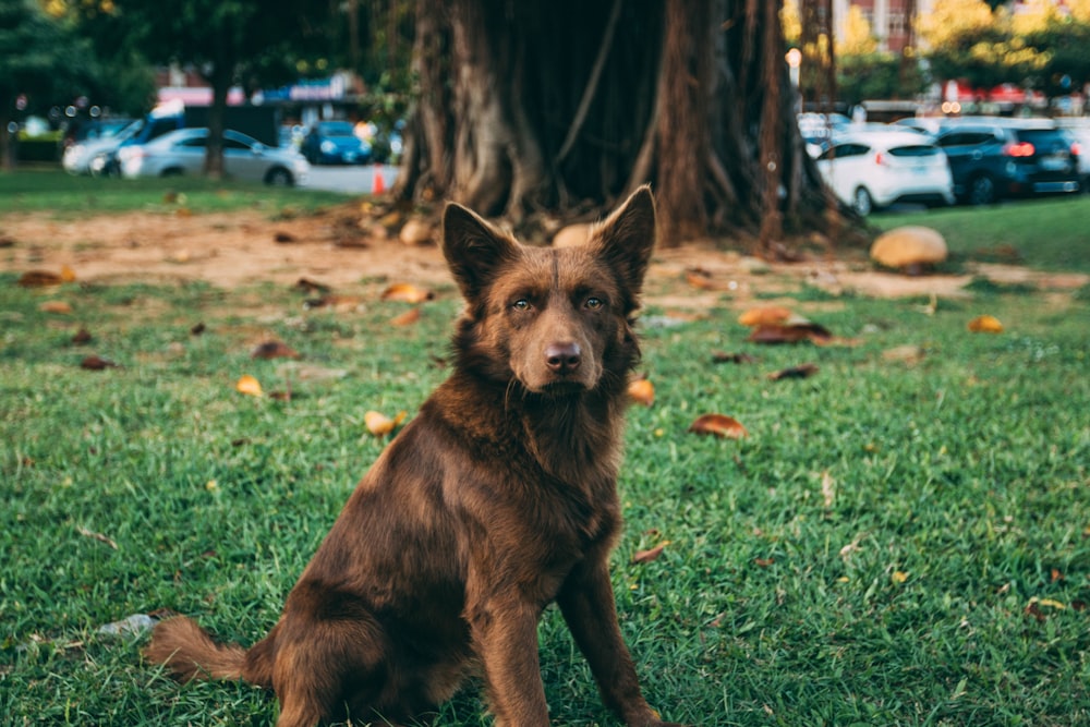 mittelhaariger brauner Hund, der in der Nähe eines Baumes sitzt