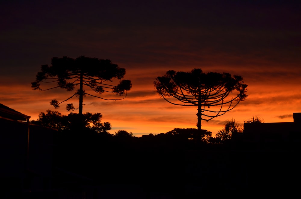 silhouette photography of tree during golden hour