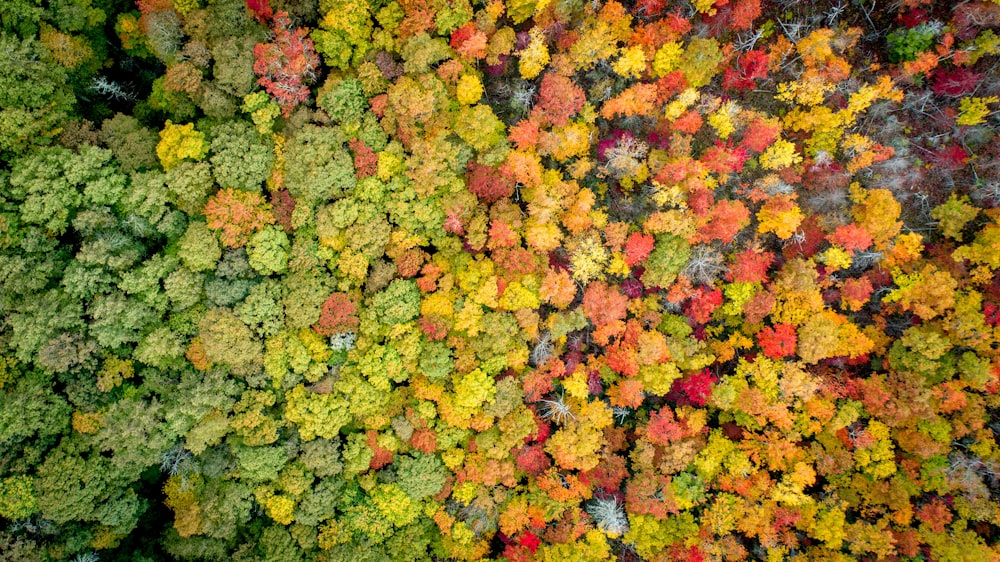 an aerial view of a forest with lots of trees