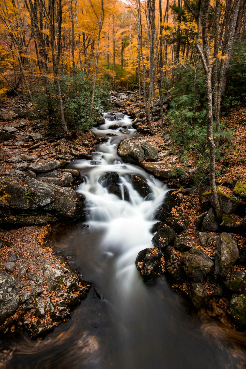 photo time-lapse d’un plan d’eau entouré d’arbres