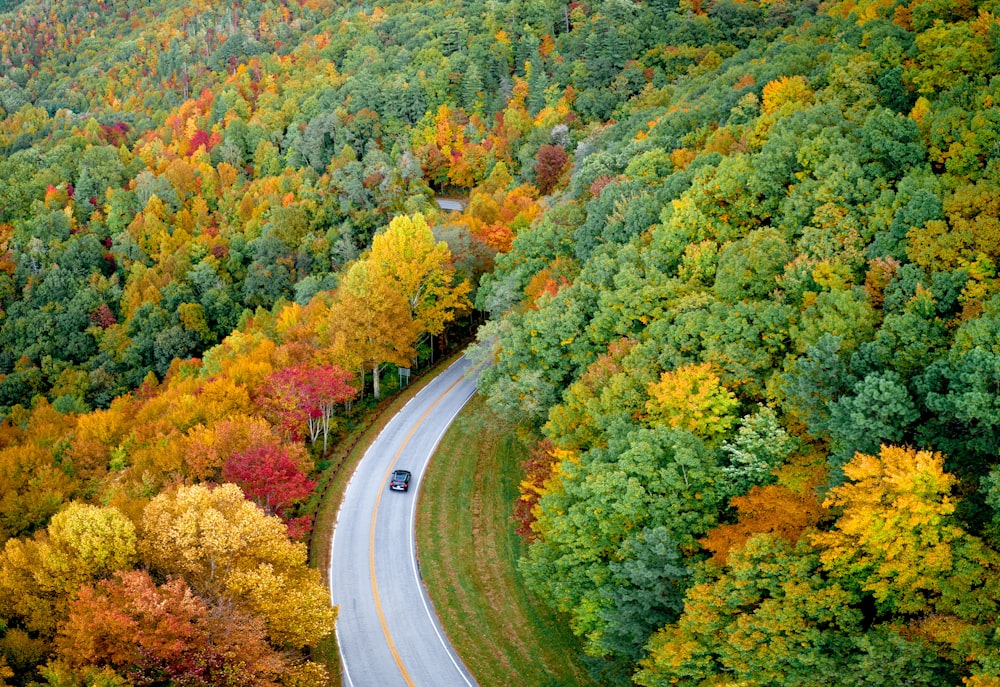 木々の間の道路を走る車のハイアングル写真