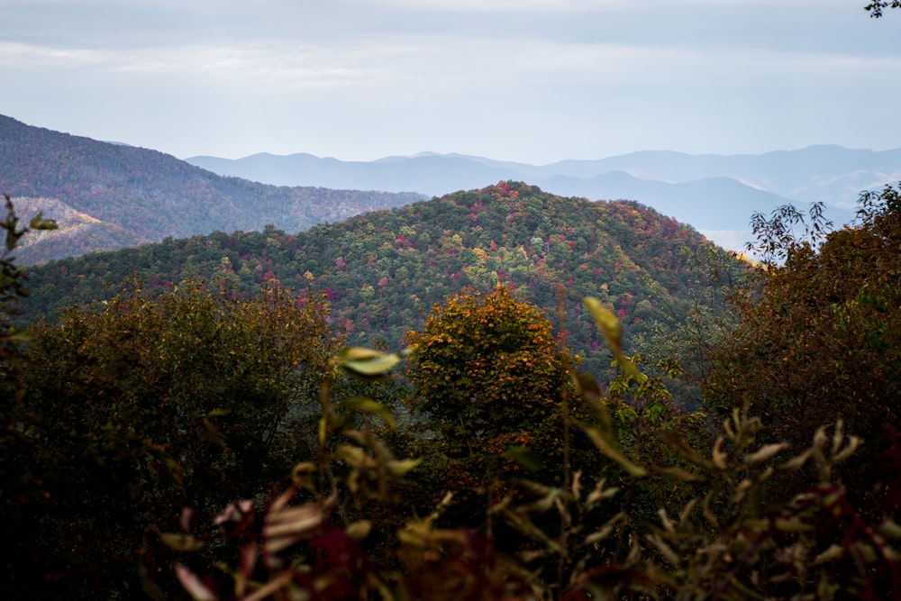 high-angle photography of trees near mountain