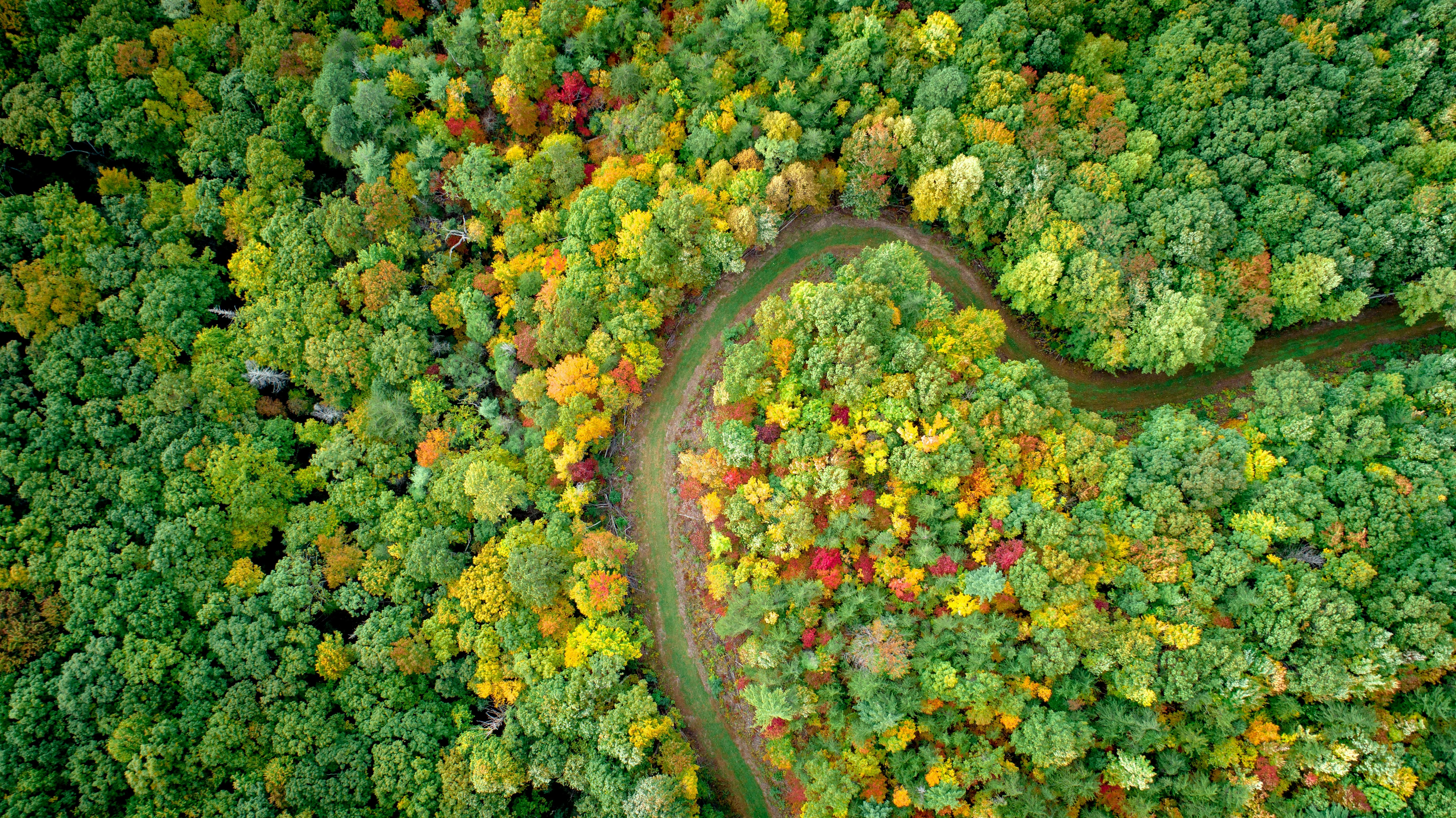 aerial photography of trees