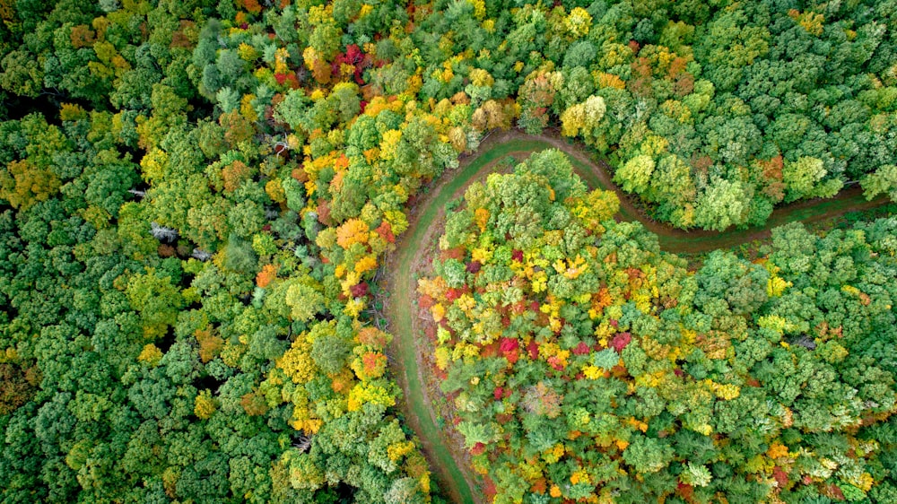 fotografia aérea de árvores