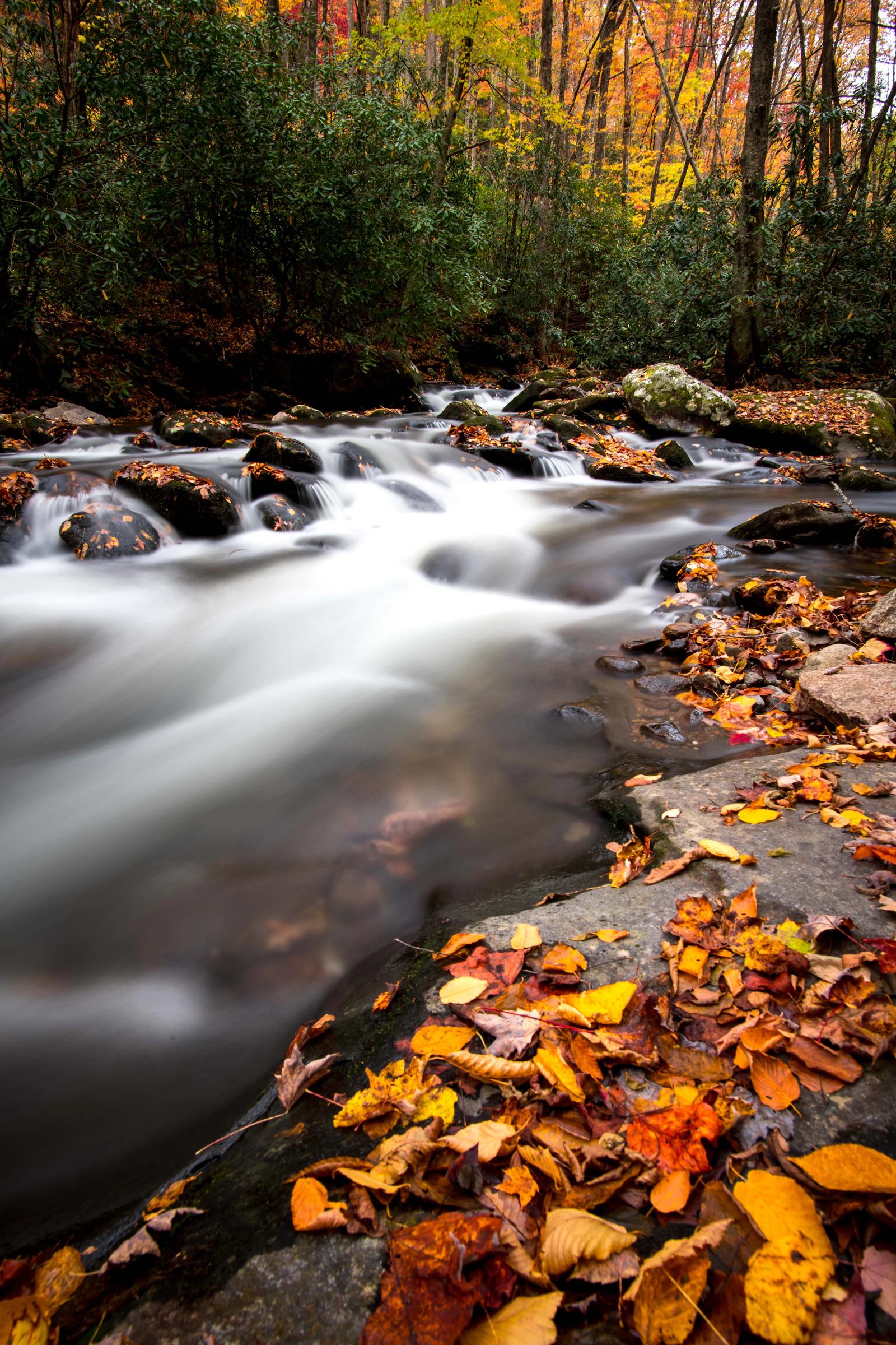 A stream moving over stones in a quiet wood