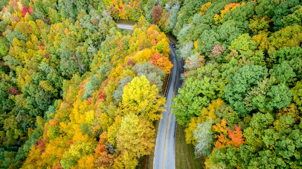 road between trees during daytime